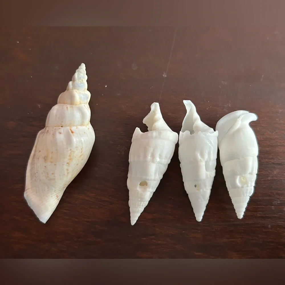 Assorted Seashell Collection - Picture 2 of 4